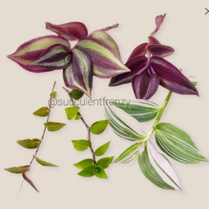 May include: A collection of five different types of Tradescantia plants, including a purple and green striped variety, a white and green striped variety, and a solid green variety.