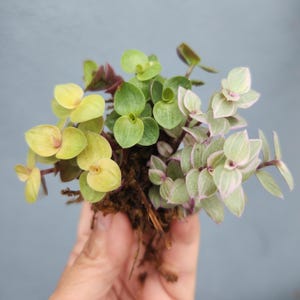Callisia repens: Pink Panther Variegated Wandering Jew Plant