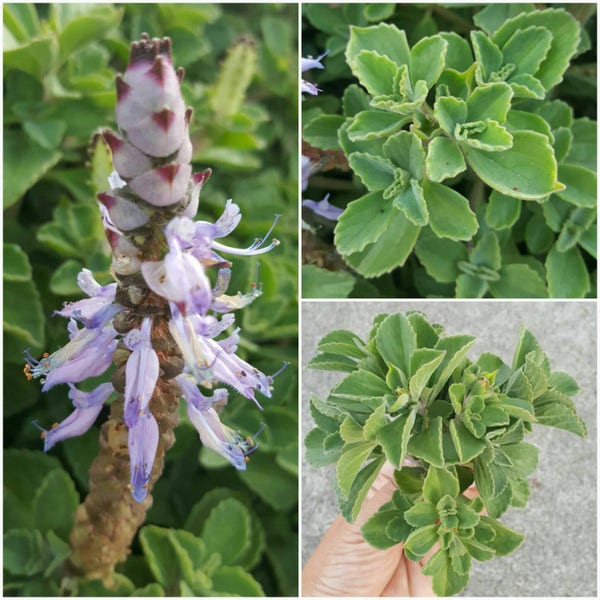10 UNROOTED Cuttings Plectranthus Neochilus Lobster Flower