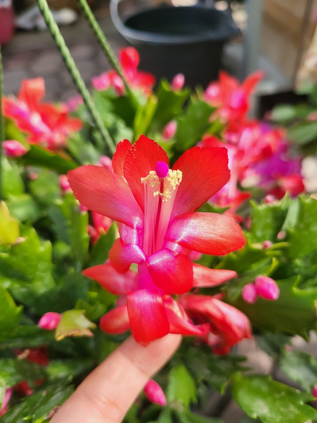 Caribbean Dancer #08 Schlumbergera Truncata - Holiday Thanksgiving ...