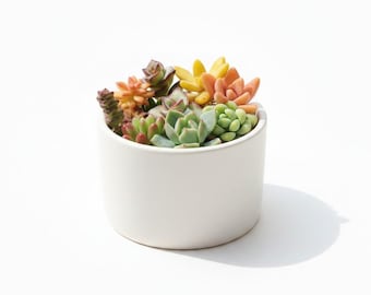 Mini Succulent Cuttings for Zen Garden, Wedding Favors