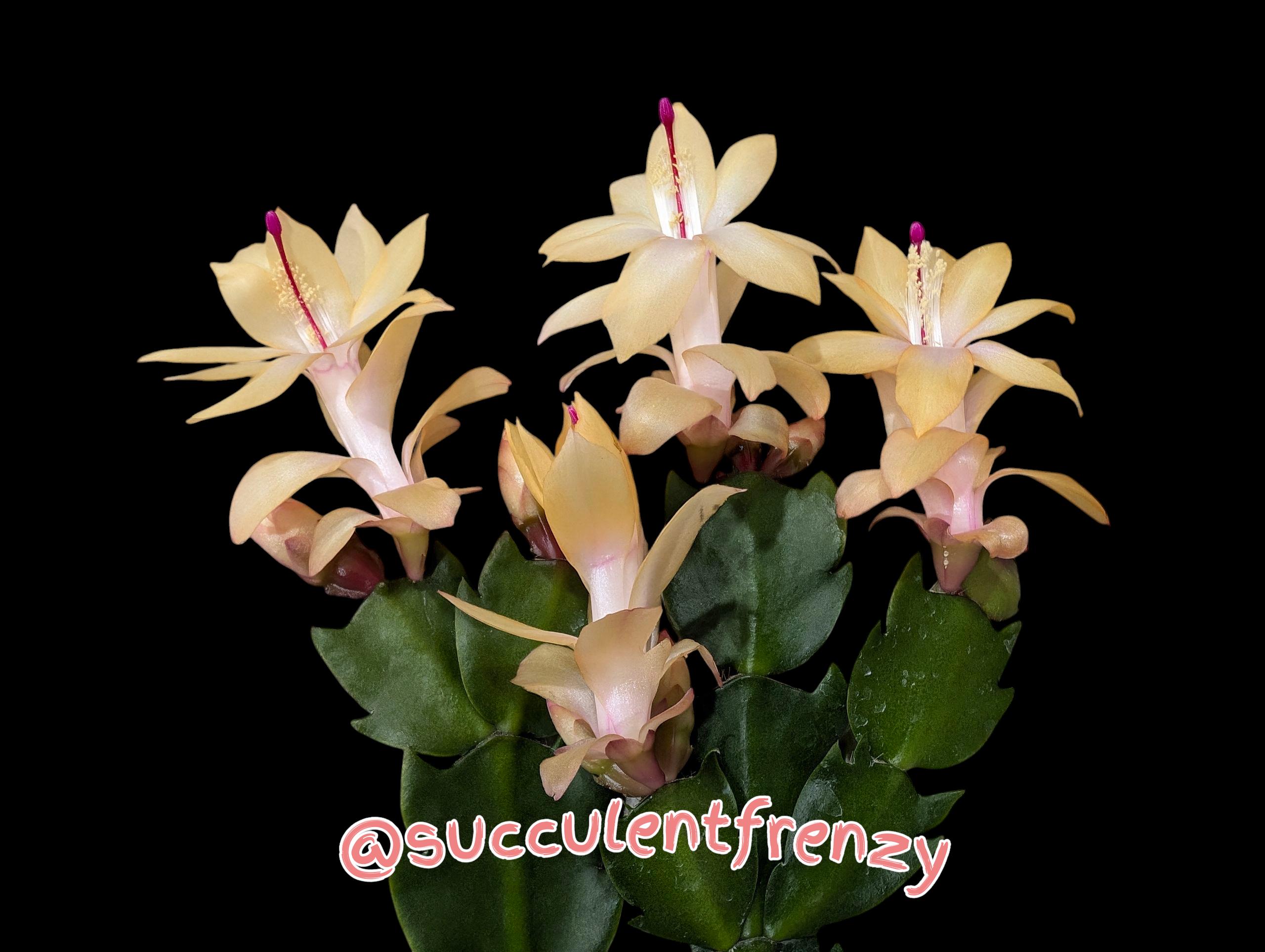Thor Sophia Yellow Cuttings Schlumbergera Truncata - Holiday