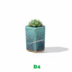 May include: A square ceramic planter with a teal and dark blue mottled glaze finish, featuring the text @succulentfrenzy printed on the side. A small green succulent plant is potted inside the container, which stands on four small feet.