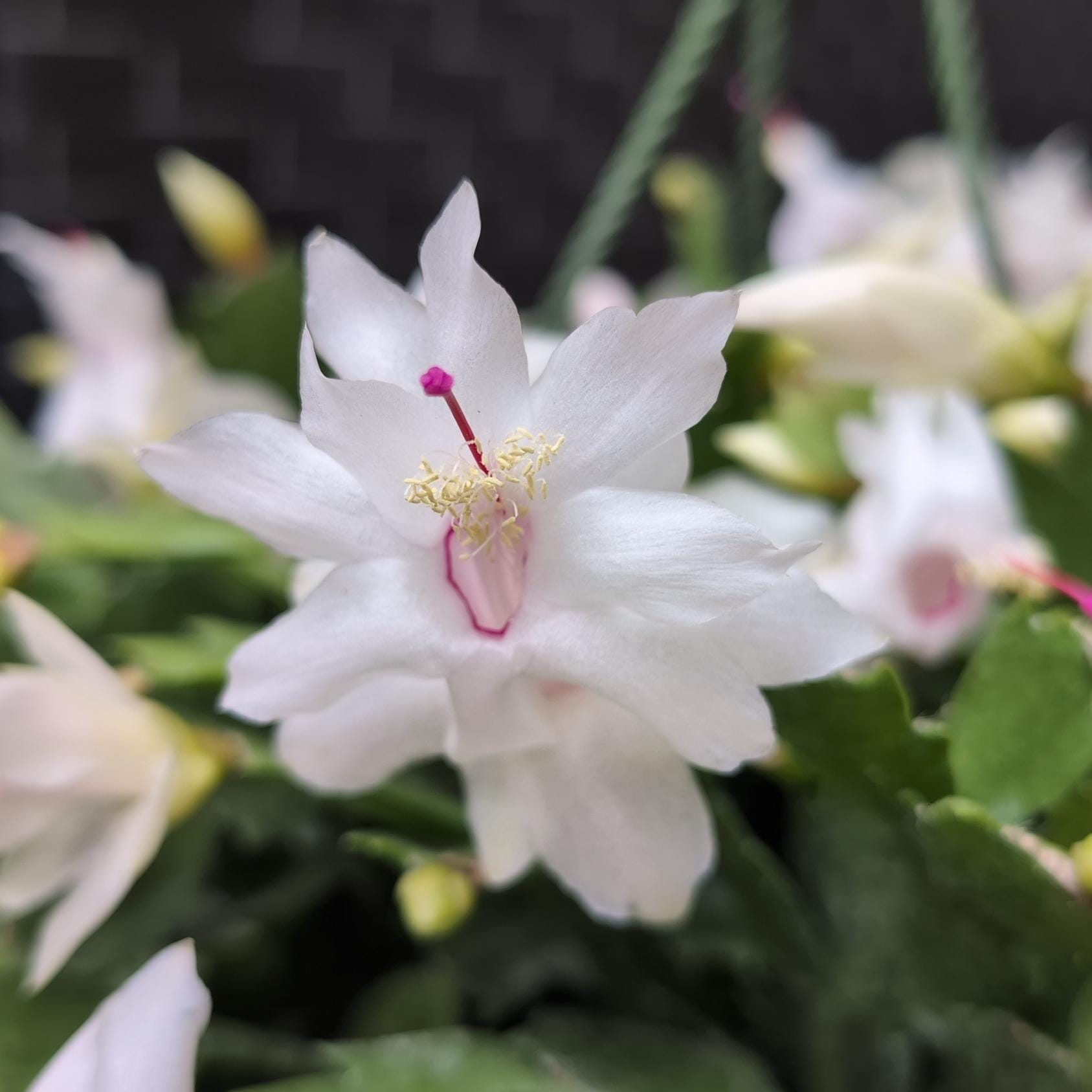 Thor Cecilie (ID#22) Schlumbergera Truncata - Holiday Thanksgiving