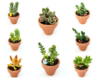 2" Pot 5 Varieties Mixed Sedum Collection Cuttings Groundcover Succulent NO ROOTED