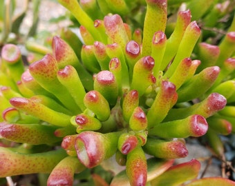 Crassula Ovata (Gollum Jade) Cutting NO ROOTED Succulent Plant