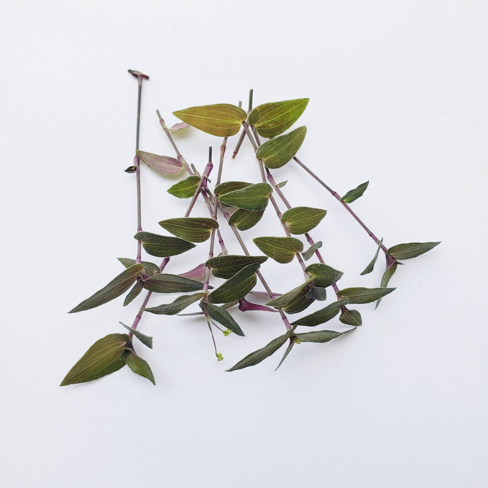 Tradescantia Bridal Veil Wandering Jew House Plant Etsy