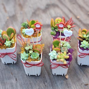 Holiday Mini Pixie Succulent Arrangement in 2" Pot