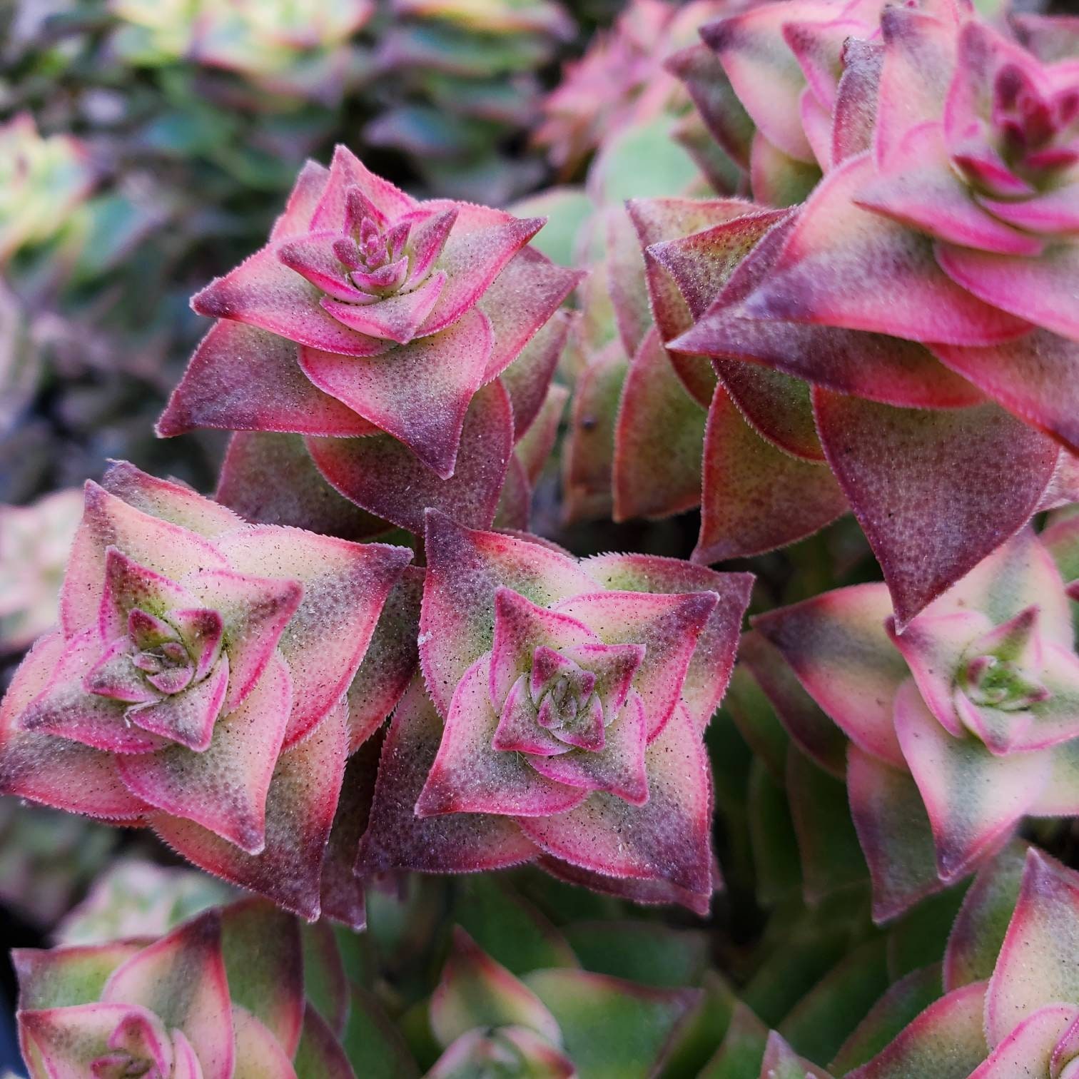 Succulent Live Plant Crassula perforata variegata