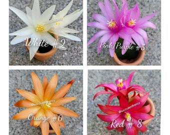 Spring Cactus, Easter Cactus, Rhipsalidopsis gaertneri - Unrooted Cuttings Plant Mixed Colors