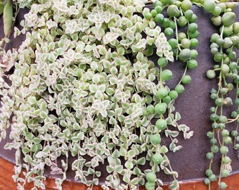 Mini Miniature Cuttings Sedum 'Little Missy' - Mixed Green/Variegate
