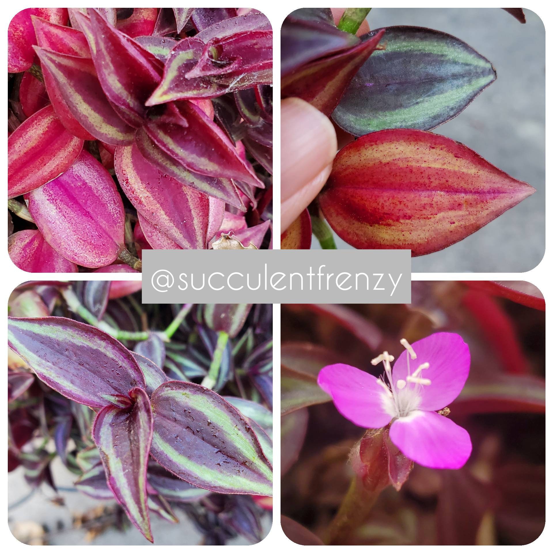 Wandering Jew Tradescantia Burgundy 5 Cuttings Wandering Jew Tradescantia Burgundy 5 Cuttings