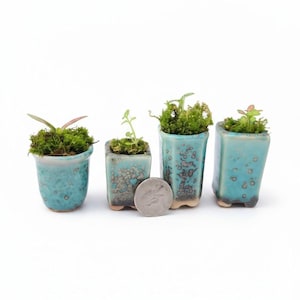 May include: Four small, square-shaped ceramic planters with a glossy turquoise glaze and dark brown mottled accents. Each pot contains green moss and a small plant. A silver-colored US quarter coin is placed in front for scale reference.
