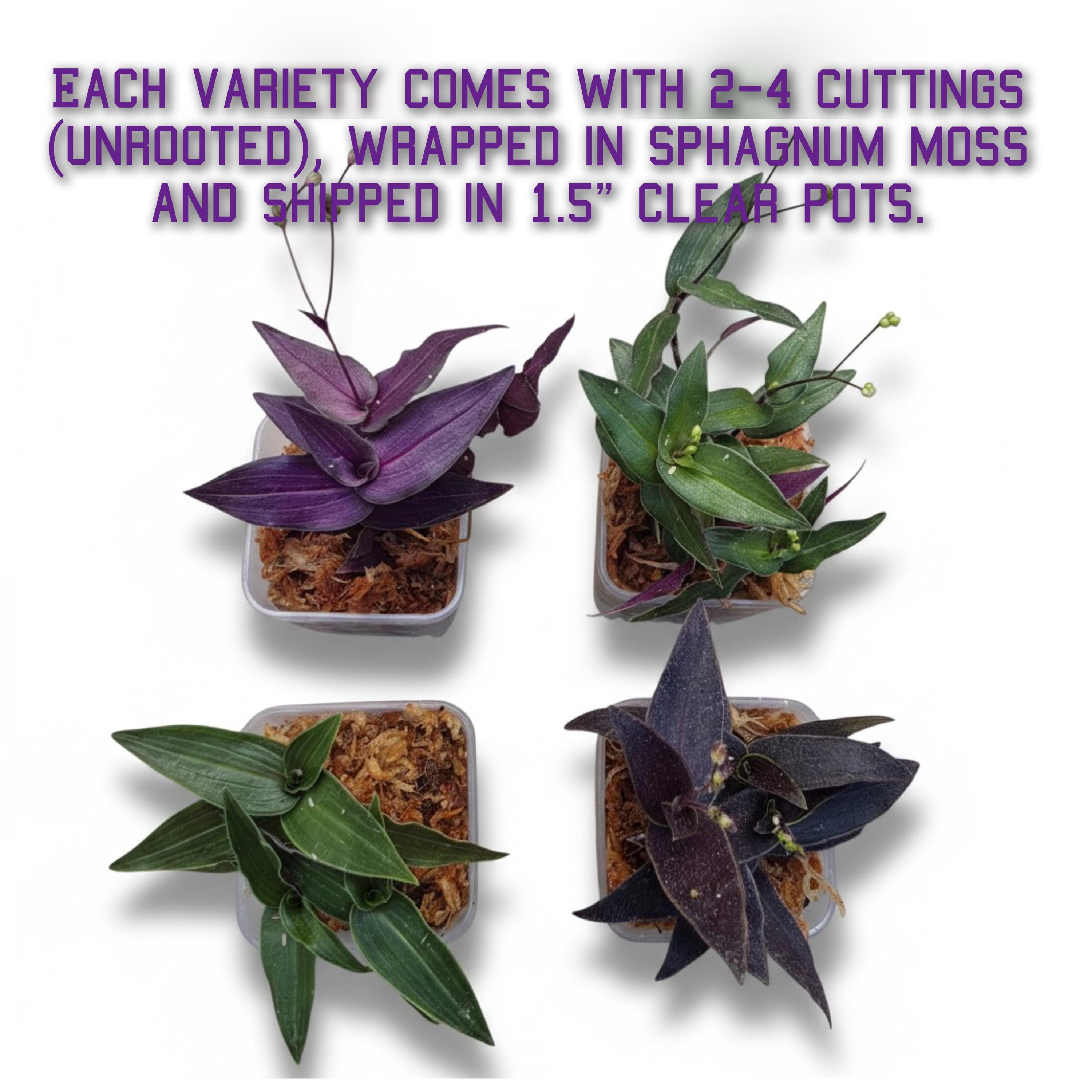 Assorted Wandering Jew/Tradescantia Fluminensis Zebrina House