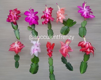 Schlumbergera Truncata MIXED COLORS Thanksgiving Cactus Red Yellow White  Pink Hot Pink 124