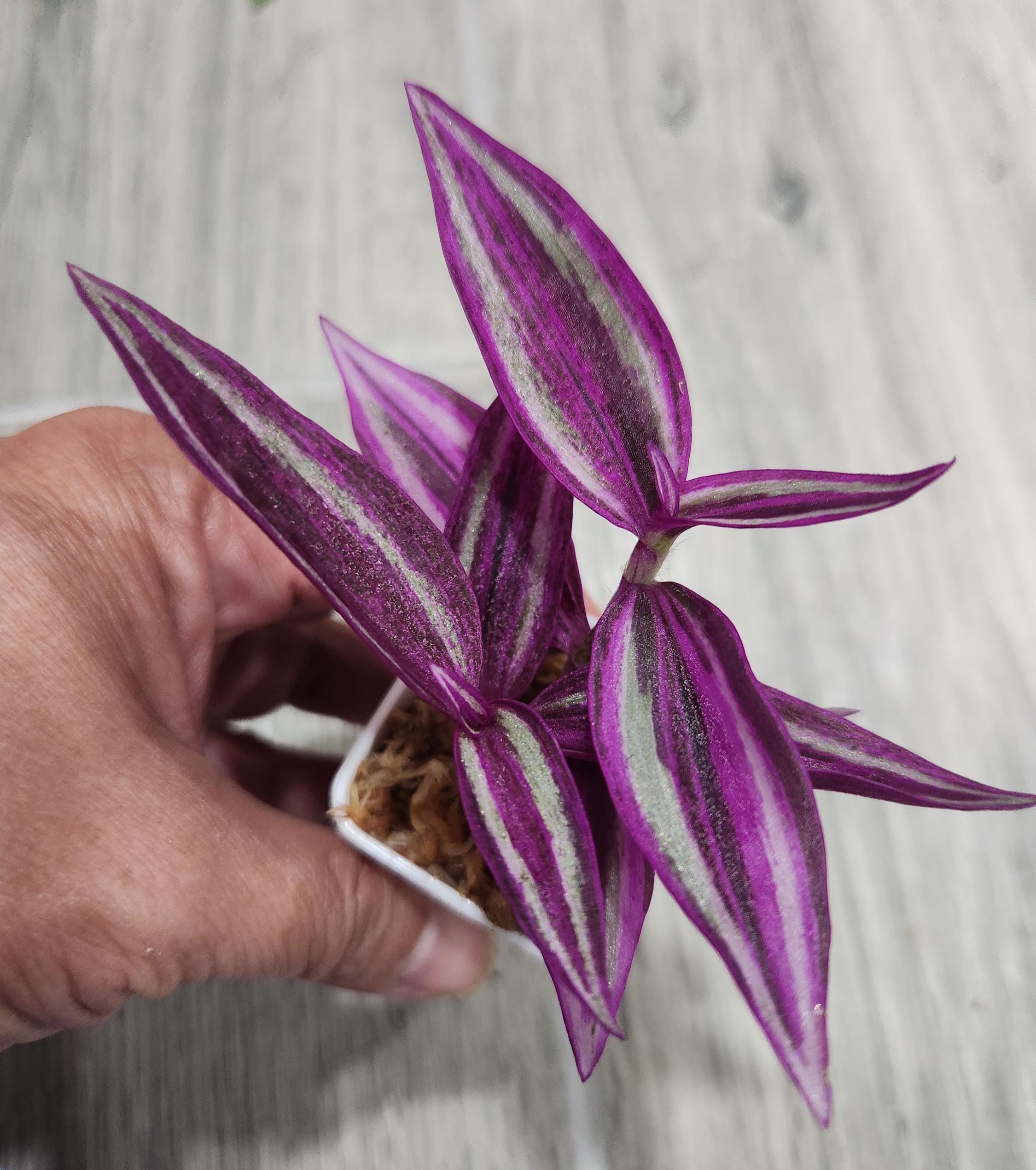 Assorted Wandering Jew/Tradescantia Fluminensis Zebrina House