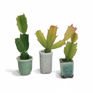 May include: Three Schlumbergera cactus plants in individual ceramic pots. One plant is in a smooth light green pot, one in a white crackle-glaze rectangular pot, and one in a square teal and brown reactive glaze pot with green foliage.