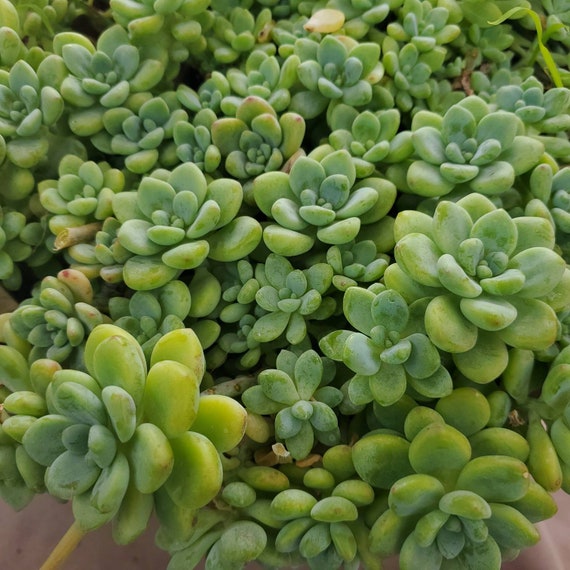 Sedum Clavatum starter succulent plant
