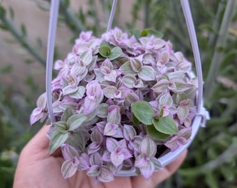 Callisia Repens 'pink Panther' Bolivian Variegated RARE Dwarf