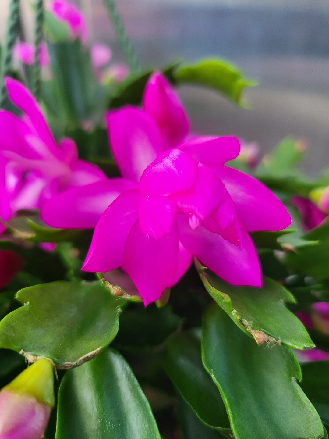 Purple Dancer Schlumbergera Bridgesii Holiday Christmas Cactus Etsy