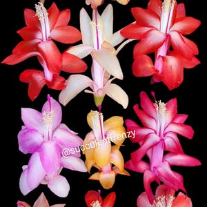 Thanksgiving Cactus Holiday MIXED COLORS Schlumbergera Truncata