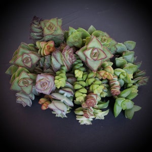 May include: A close-up of a group of succulent plants with green, red, and purple leaves. The plants are arranged in a cluster, with some leaves overlapping.