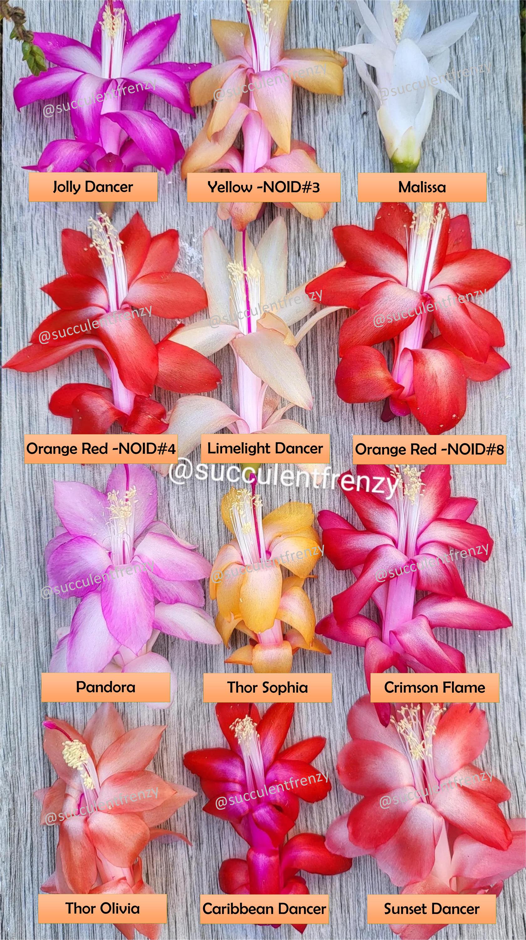 Thanksgiving Cactus Holiday MIXED COLORS Schlumbergera Truncata