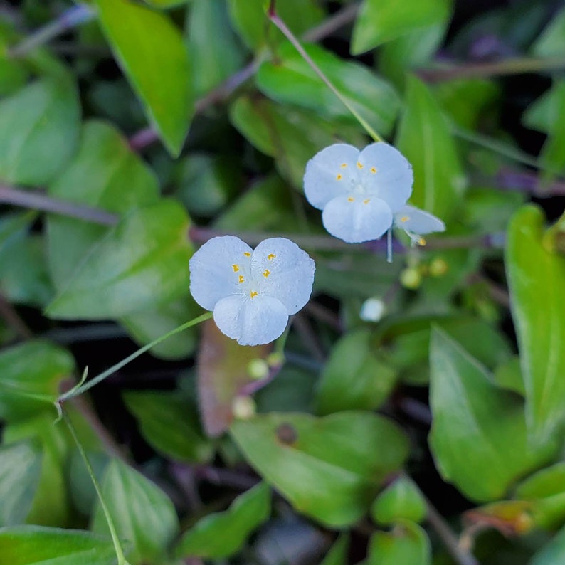 Tradescantia Bridal Veil Wandering Jew House Plant Etsy