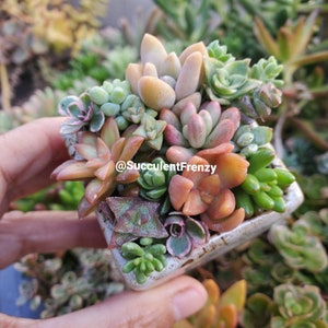 May include: A small square white ceramic pot filled with a variety of succulents. The succulents are in shades of green, pink, and orange. The pot is decorated with a light brown glaze. The text "@SucculentFrenzy" is visible on the pot.