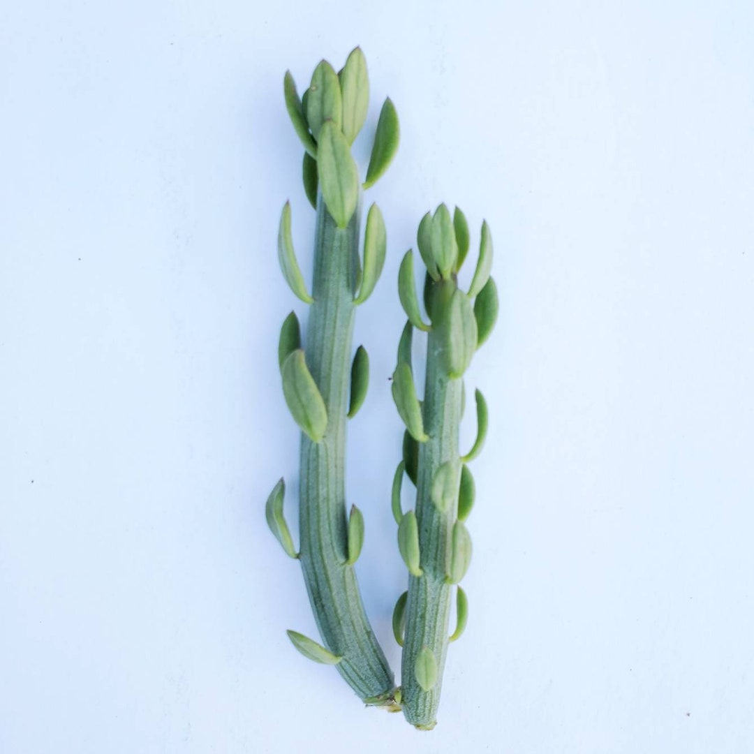 Senecio Anteuphorbium Swizzle Sticks Succulent NO ROOTED Etsy