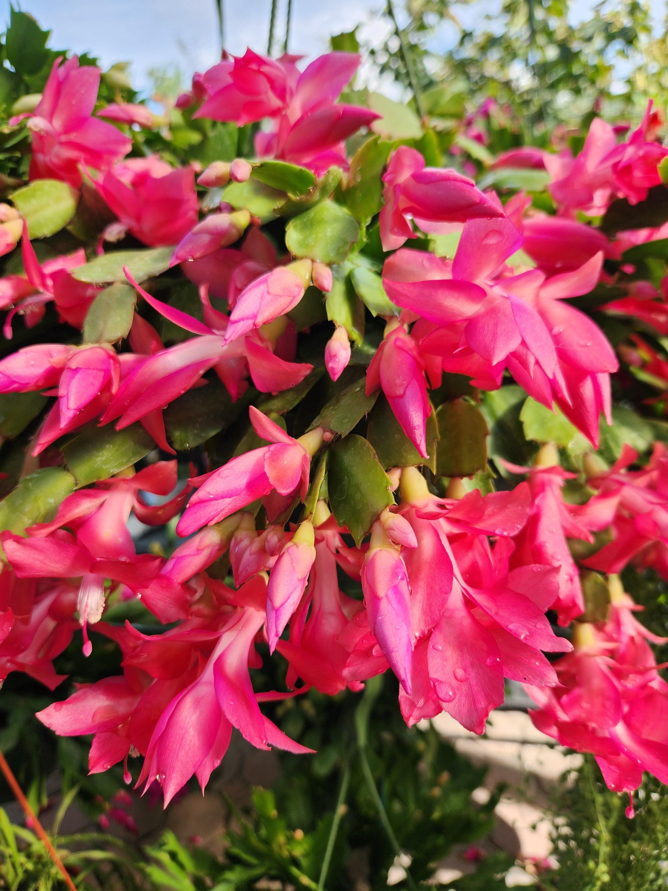 Thor Keri/kiri Schlumbergera Truncata - Holiday Thanksgiving