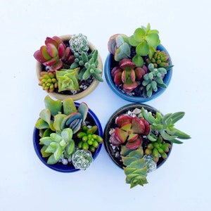 Tiny Mini Miniature Dollhouse Succulent Plant Starter