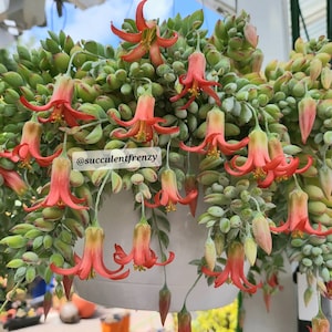 3/4/6/10 Cuttings/Rooting Starter RARE Miniature Cotyledon pendens - Cliff Cotyledon Crassulaceae Succulent Hanging Plant NO Rooted