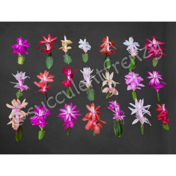 Schlumbergera Truncata MIXED COLORS Thanksgiving Cactus Red Yellow White  Pink Hot Pink 124 - Etsy