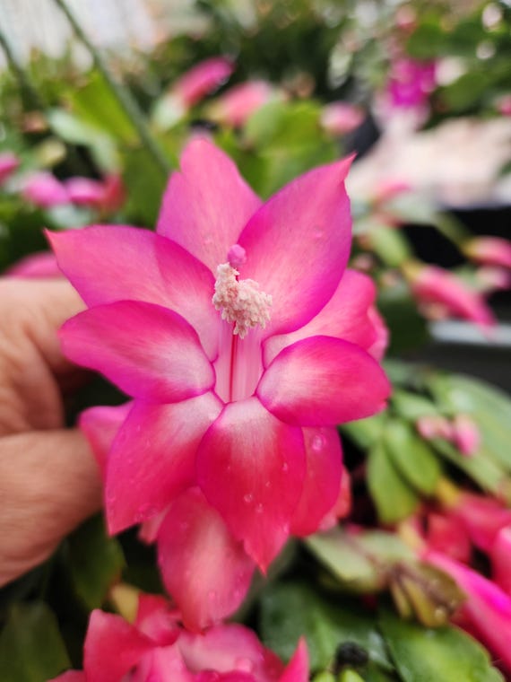 Thor Keri/kiri Schlumbergera Truncata - Holiday Thanksgiving