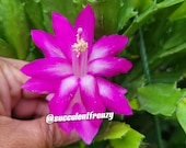 Cyber Dancer #51 Zygocactus (Schlumbergera truncata) Holiday Cactus  Thanksgiving Cactus