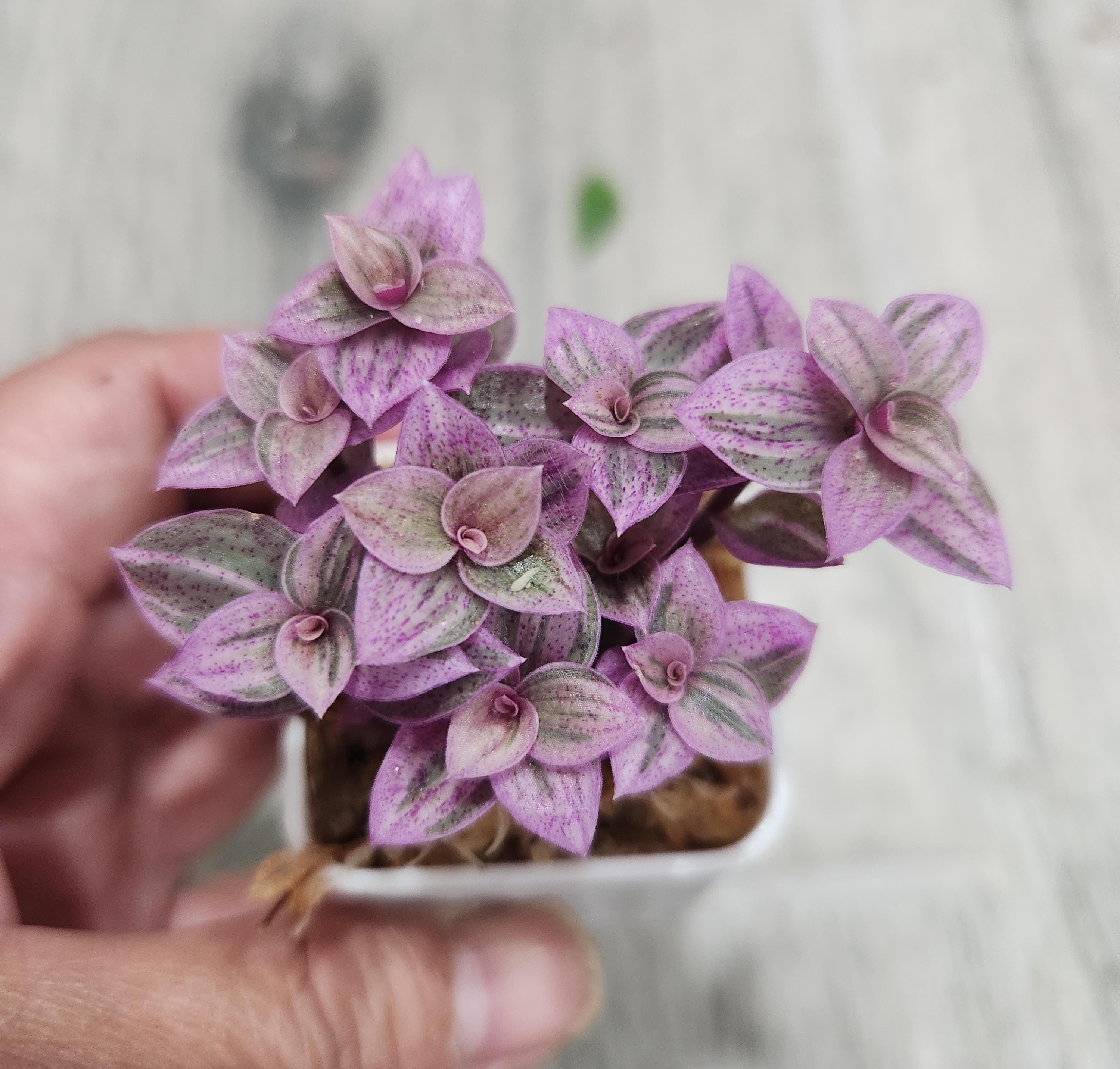 Assorted Wandering Jew/Tradescantia Fluminensis Zebrina House