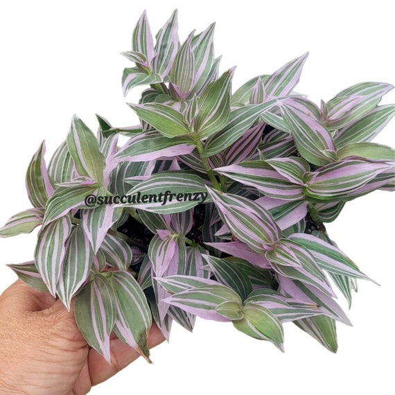 Cuttings Tradescantia Fluminensis Lilac Variegated Wandering Jew