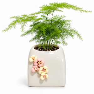 May include: A bright green asparagus fern plant potted in a smooth, off-white ceramic planter. The square-shaped container features a decorative cluster of small, sculpted flowers in shades of pale pink and cream attached to the front side.