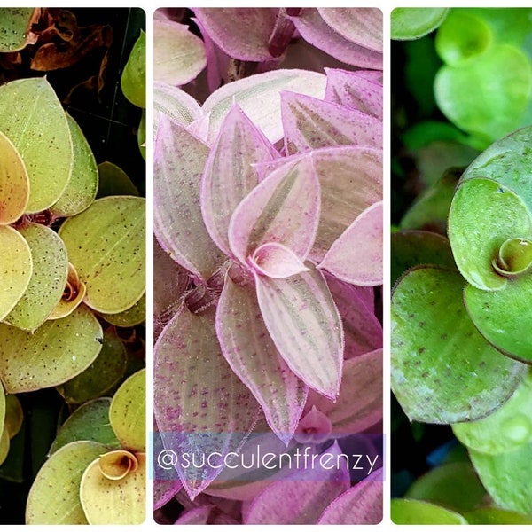 Callisia repens Pink Panther/Gold/Green Bolivian Variegated RARE Dwarf Miniature Tradescantia Minima TriColor Wandering Jew