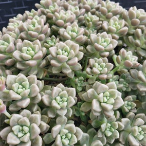 Graptopetalum mendozae Succulent Leaves Leaf Propagation