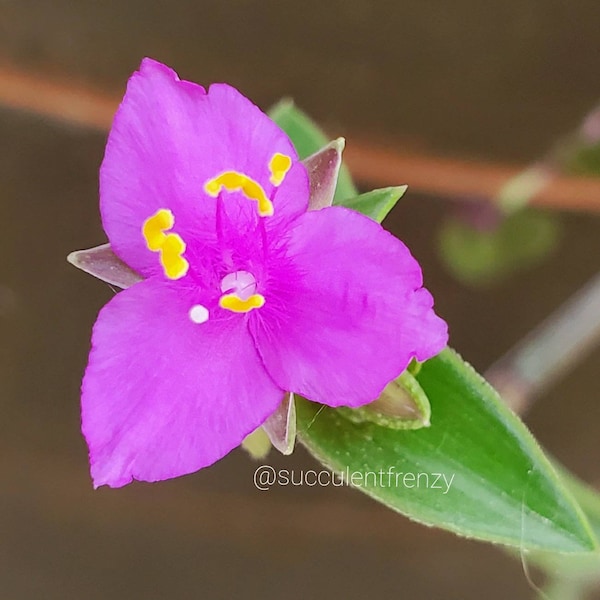 Tradescantia navicularis (Callisia navicularis) wandering jew cutting clipping