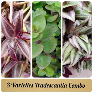 May include: Three varieties of Tradescantia plants, including a purple and green variety, a green variety with heart-shaped leaves, and a green and white striped variety.