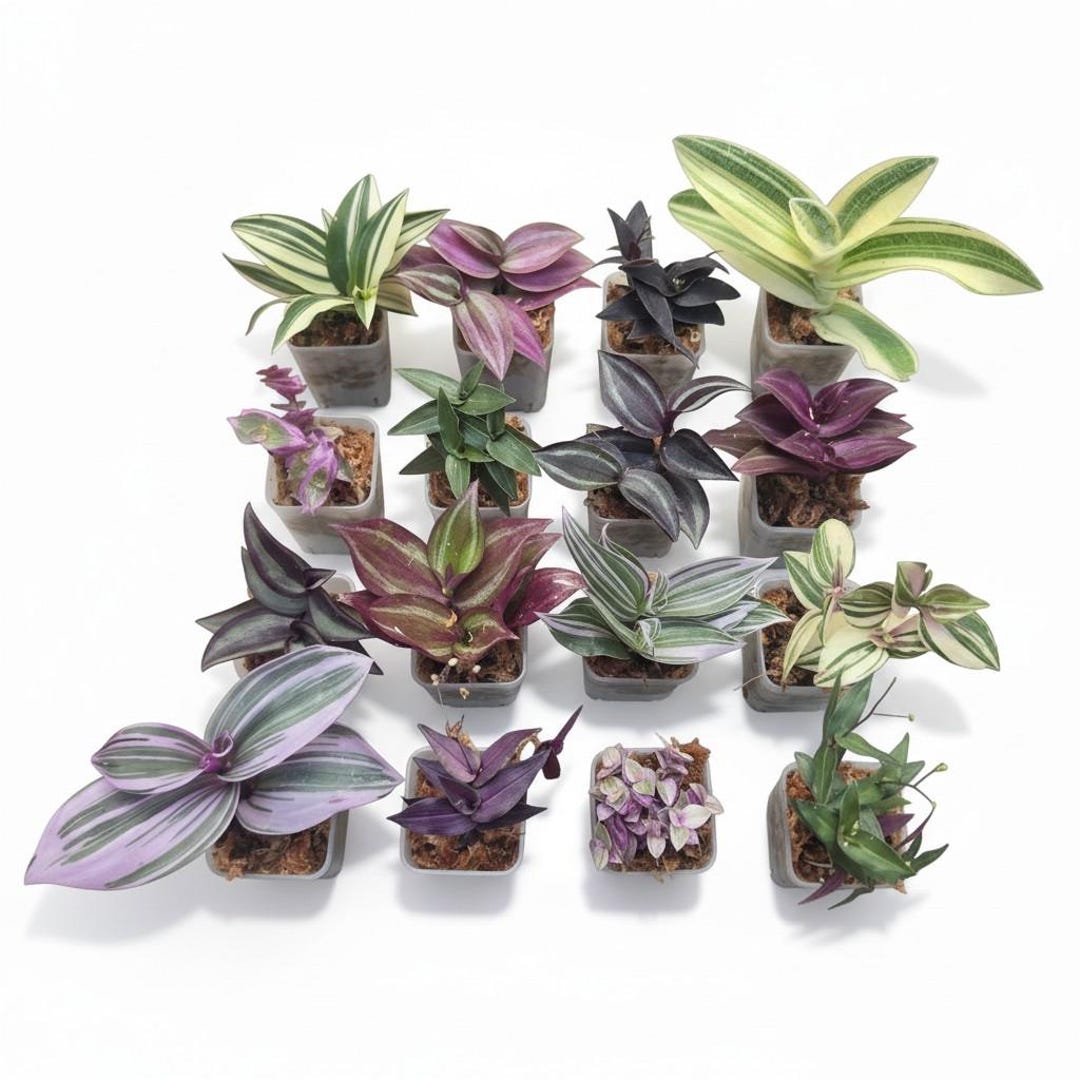 Assorted Wandering Jew/Tradescantia Fluminensis Zebrina House