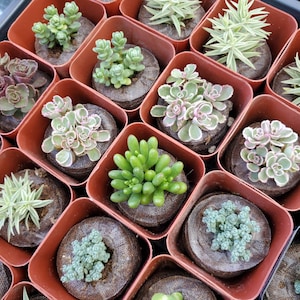 May include: A collection of small succulent plants in terracotta pots. The plants are arranged in a grid pattern and are all different varieties. The succulents are green, pink, and white.