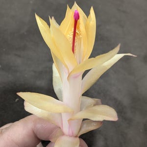 May include: Close-up of a Schlumbergera flower, also known as a Christmas cactus. The flower has soft yellow petals with pink edges and a vibrant pink stamen. The flower is held by a hand against a dark background.