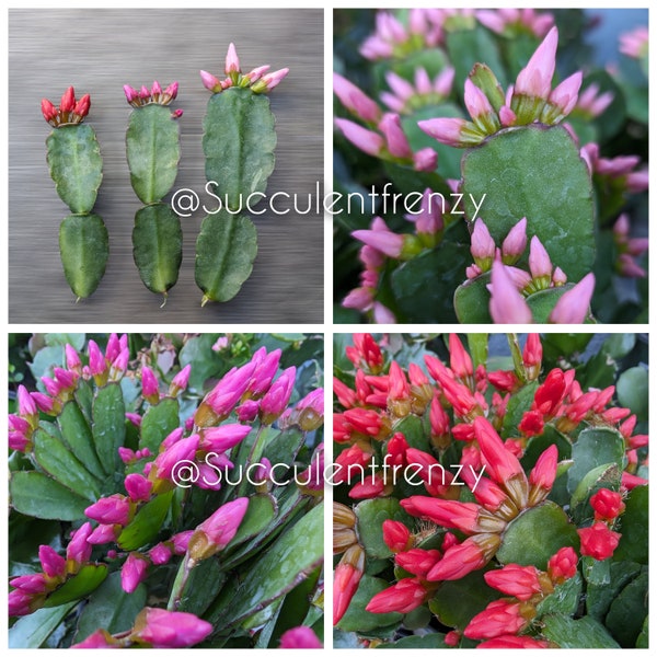 Easter Cactus, Spring Cactus, Rhipsalidopsis gaertneri - Unrooted Cuttings Plant Mixed Colors