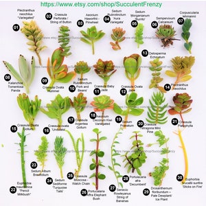 plant growing light bulbs Instant Sun Grow Bulb main image 0