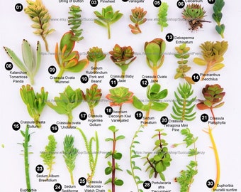 Succulent Assorted Cuttings | Sedum Crassula | Unrooted Succulent Mix | Propagation Cuttings | Terrarium Plants | Mini Succulents
