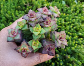 10x Crassula perforata (String of Buttons) cuttings only - no roots.
